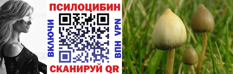 Купить  Болотное  Псилоцибиновые грибы GOLDEN TEACHER 